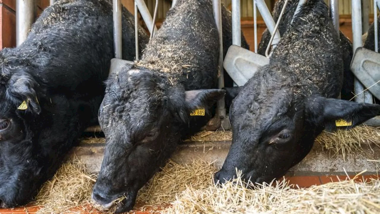 Tierseuche: Weiterer Fall von Blauzungenkrankheit im Landkreis Harburg