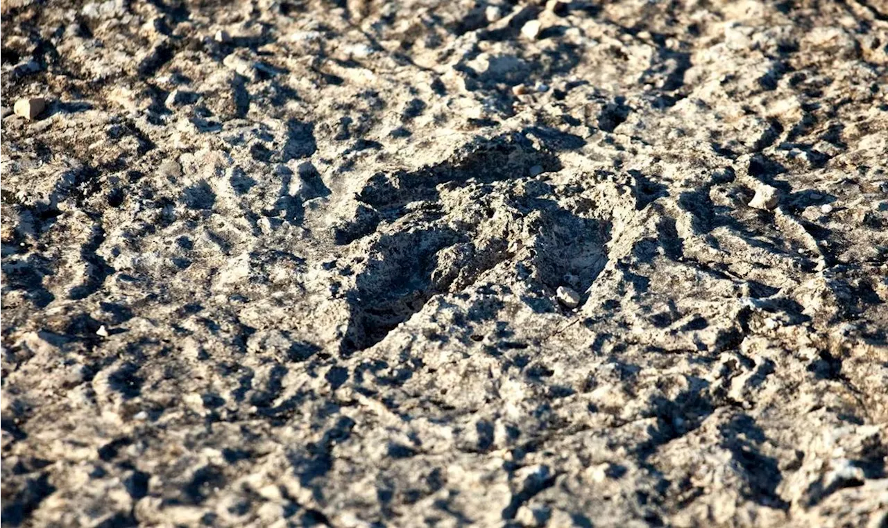 Près de 80 empreintes de dinosaures découvertes sur un site de fouilles archéologiques en Lozère