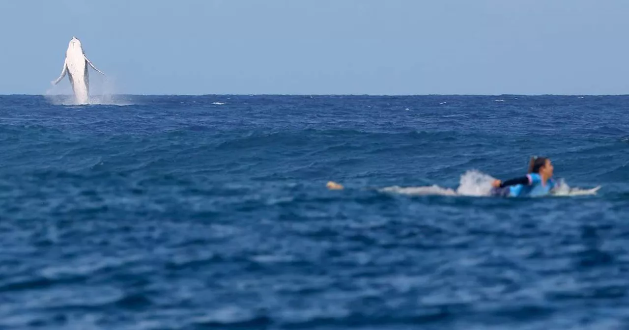 Olimpíada 2024: fotógrafo flagra baleia na disputa de Tati Weston-Webb no surfe; veja fotos