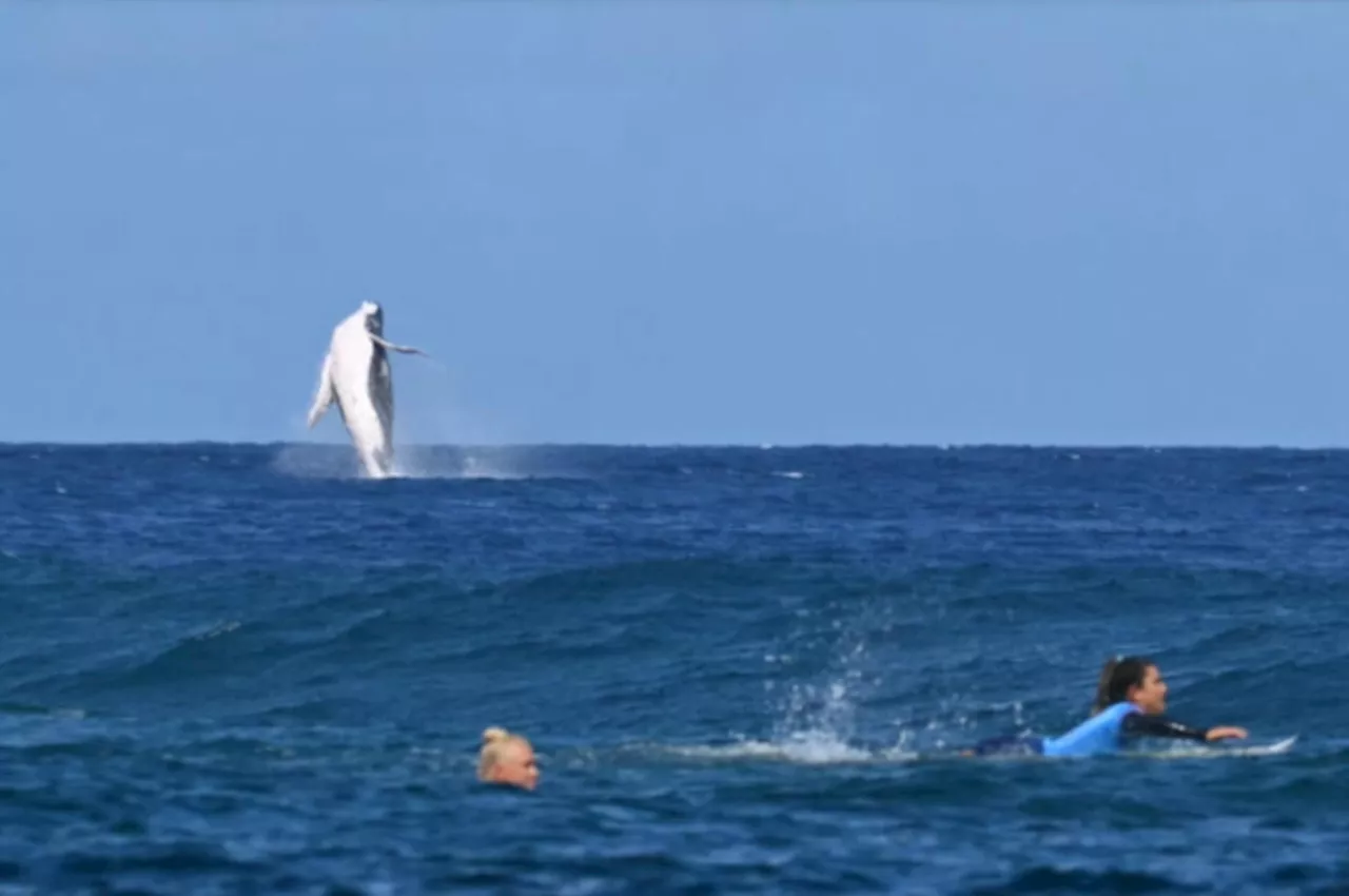 MUST SEE: Whale breaches during Paris Olympics surfing in Tahiti