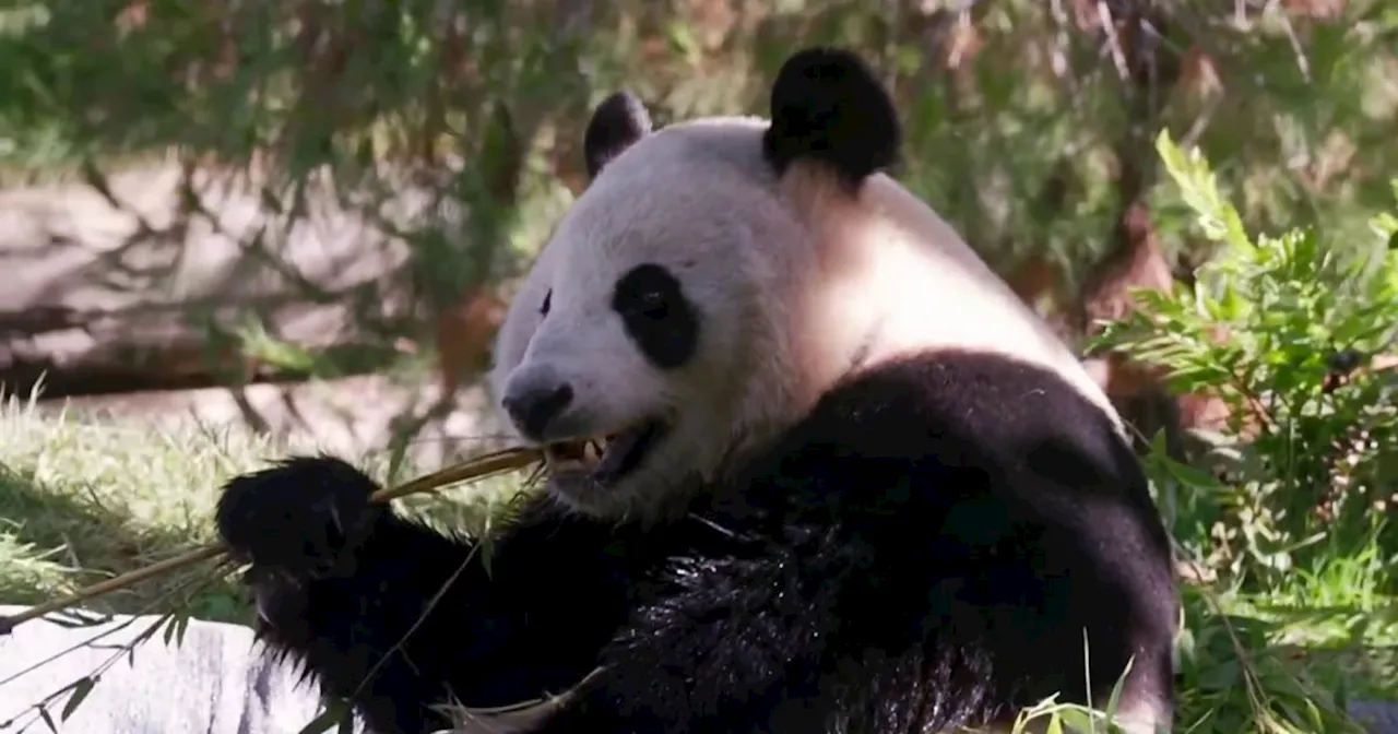 New giant pandas at San Diego zoo are ready to make public debut