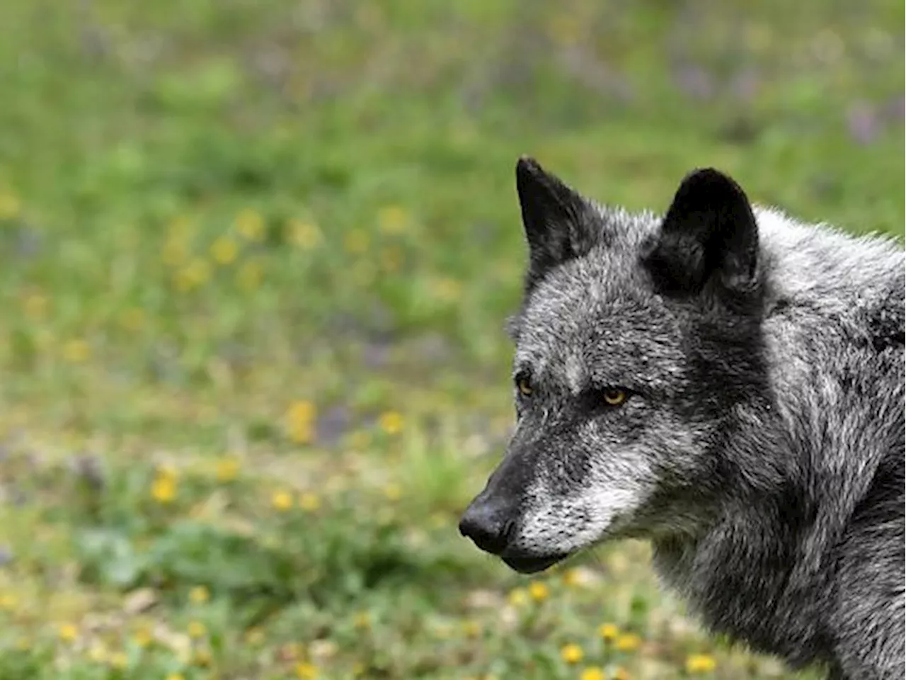 Vorarlberg gibt Wolf zum Abschuss frei