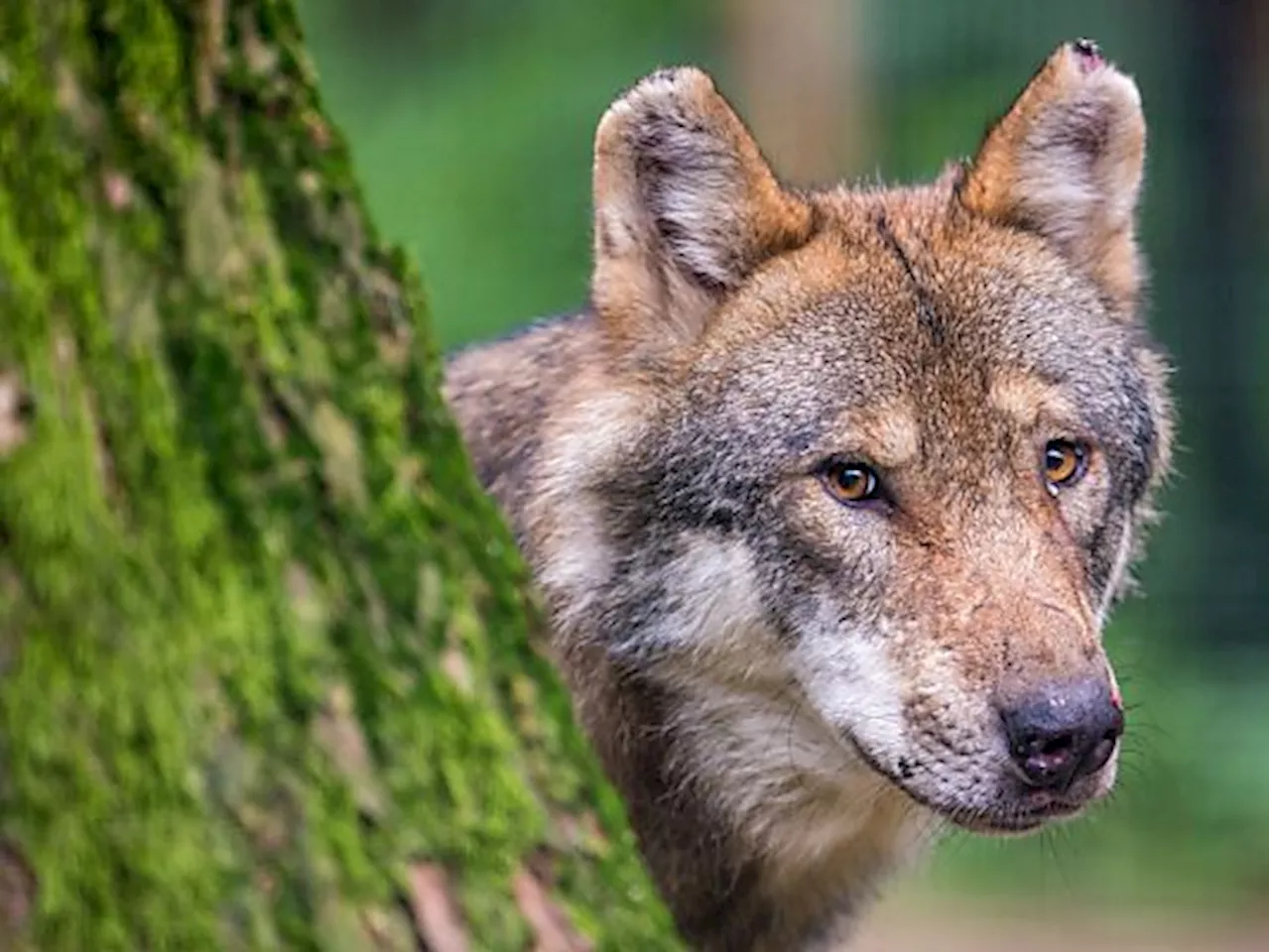 Wölfe: Tierschützer gehen gegen Abschussverordnungen vor