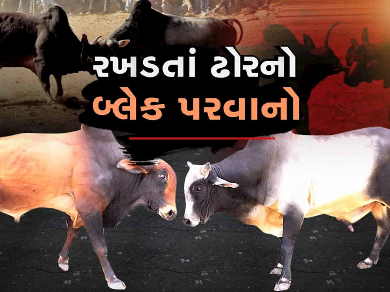 અમદાવાદમાં હપ્તો આપો અને ઢોર રસ્તા પર છોડી દો... સ્માર્ટ સિટીમાં રાત્રે ઢોર છૂટાં મૂકી દેવાનો નવો ખેલ