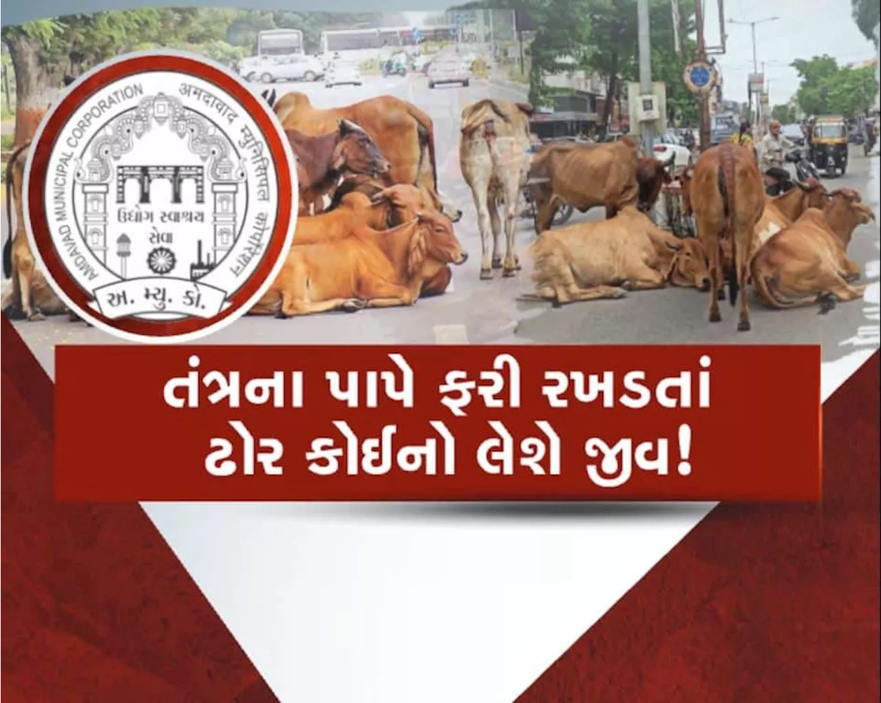 અમદાવાદમાં ફરી રખડતાં ઢોર આવ્યા રસ્તા પર, ઢોર પાર્ટી, પોલીસ અને ઢોર માલિકોની મિલિભગત!