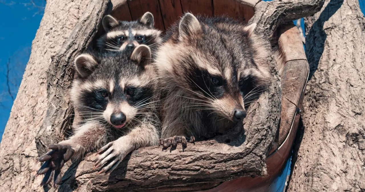 Helicopters, aircraft used to stop the spread of disease among mammals