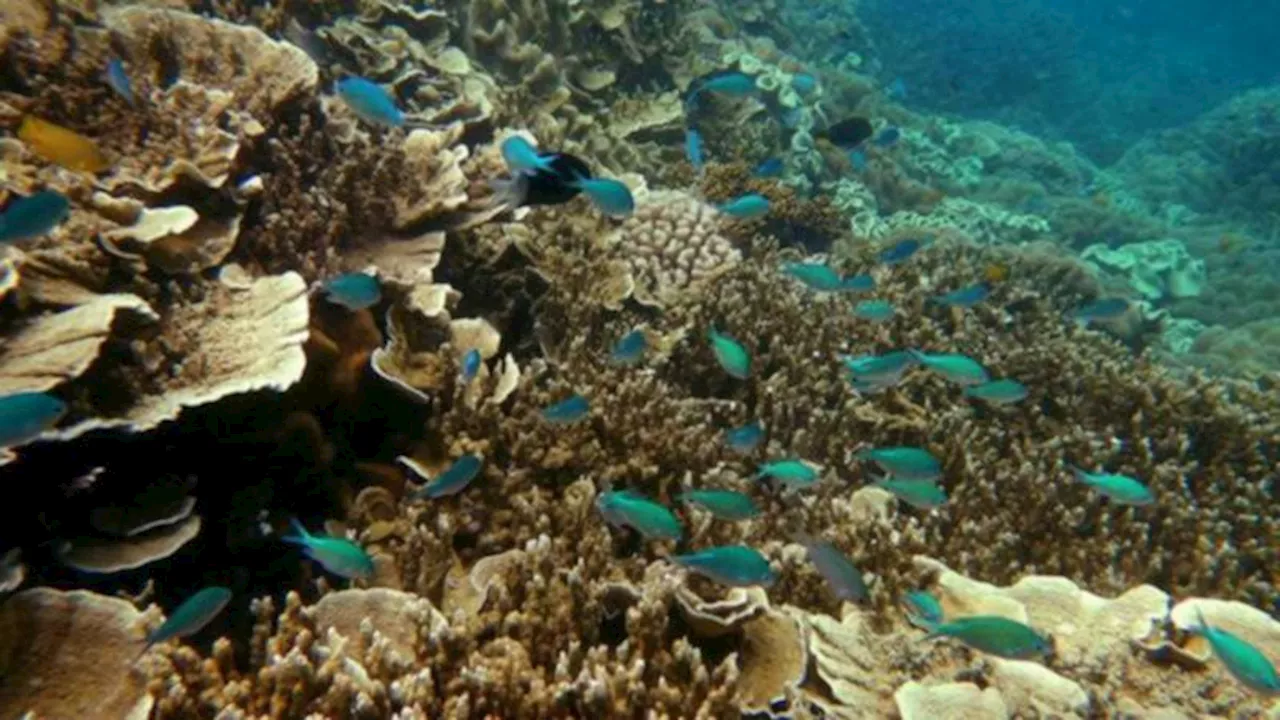 Great Barrier Reef ocean temperature the hottest it’s been in 400 years, researchers find by drilling into coral