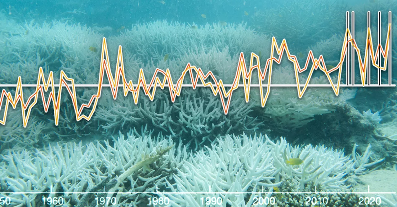 'Catastrophic': Ocean temperatures around Great Barrier Reef hit 400-year high, study claims