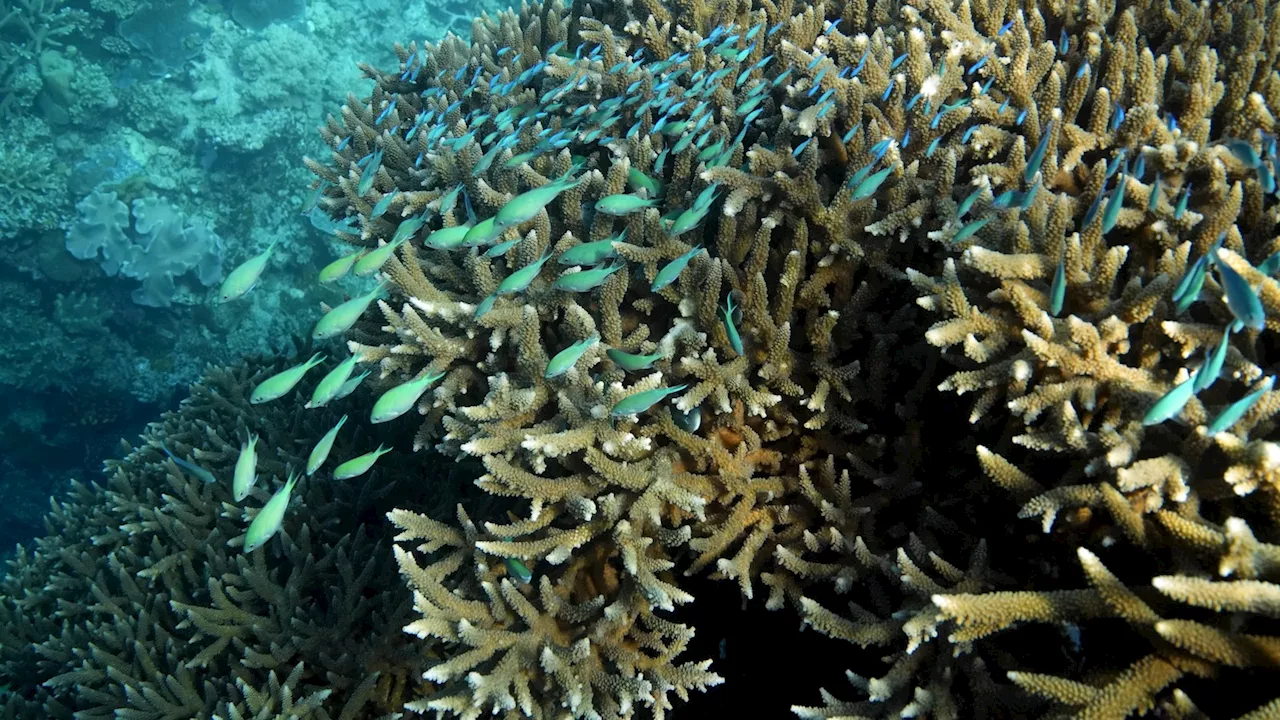 Great Barrier Reef waters were hottest in 400 years over the past decade, study finds