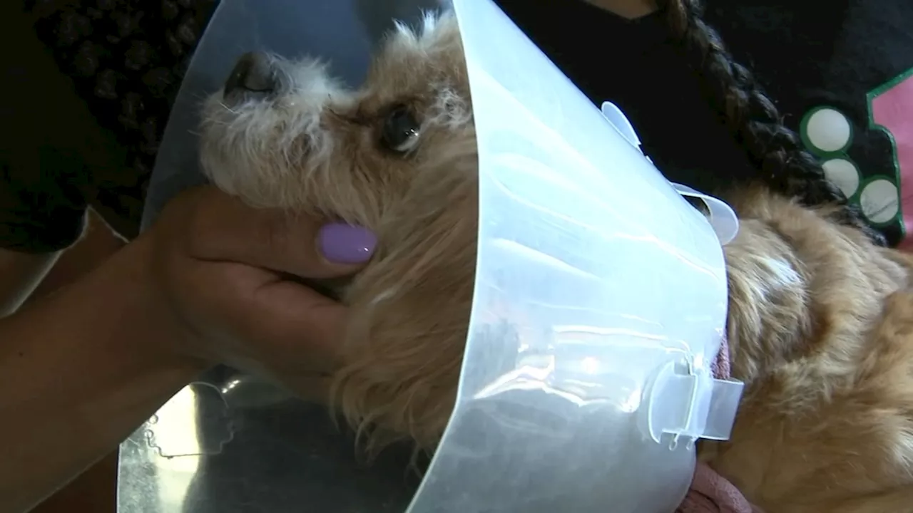 Chicago woman takes dog to vet for teeth cleaning, only for dog to be mistakenly spayed