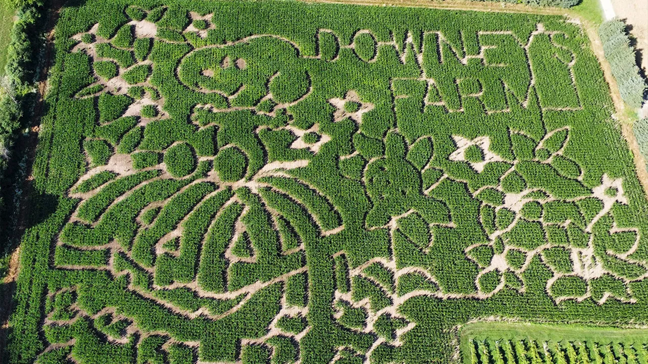 Peanuts corn mazes coming to the Tri-State to celebrate comic strip's 75th birthday