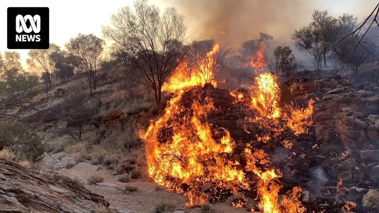 Buffel grass prompts bushfire warning as weed infests unprotected states