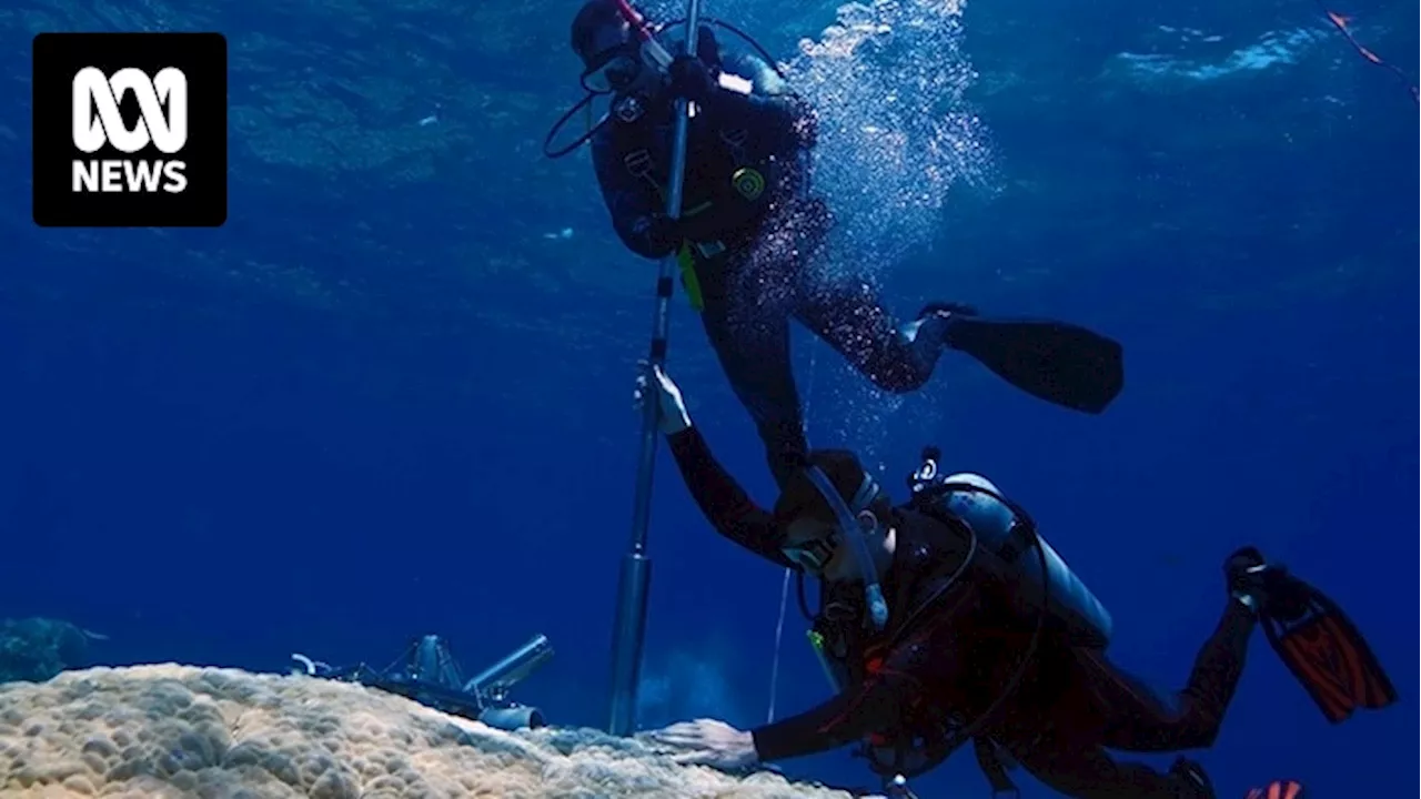 Great Barrier Reef teeters on UNESCO's 'in danger' status after Coral Sea's hottest summer in 400 years