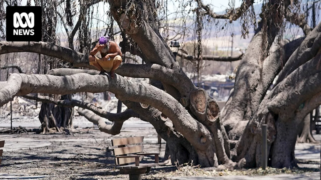 How Lahaina's 151-year-old banyan tree is coming back to life after the Maui wildfires