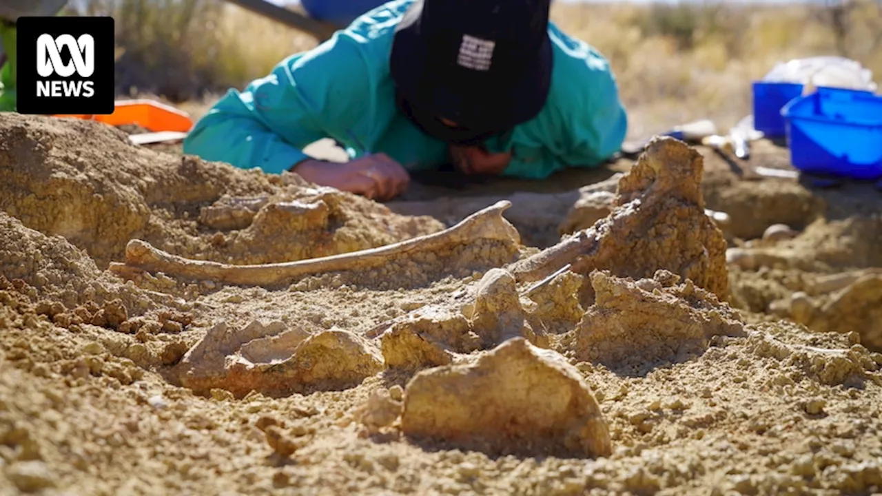 Scientists find bones of large flightless bird Ilbandornis woodburnei at Alcoota fossil beds near Alice Springs