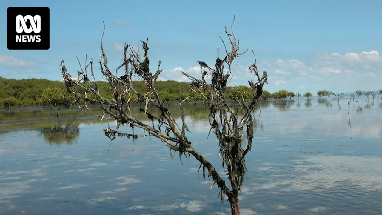 Toxic Lyngbya algal blooms 'inevitable' in Moreton Bay if development continues unchecked, experts say