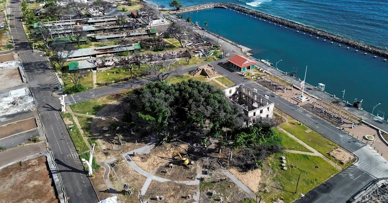 Lahaina’s 151-year-old banyan tree is coming back to life after devastating fire