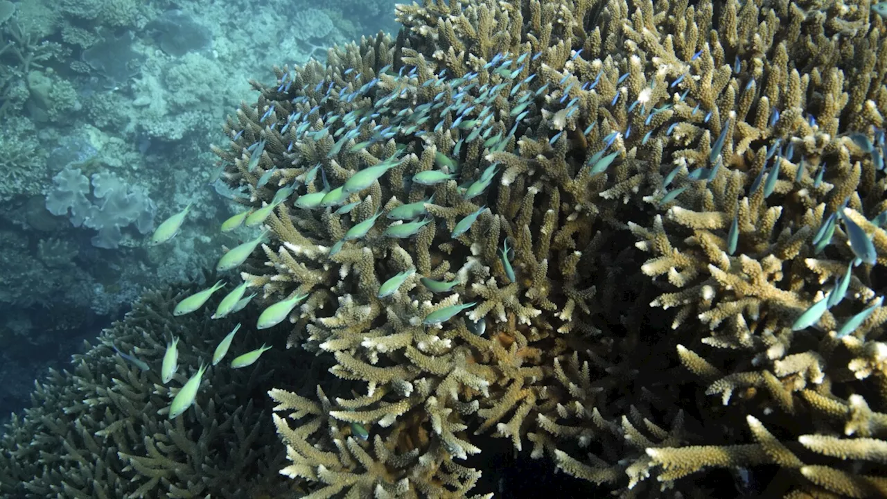 Great Barrier Reef waters were hottest in 400 years over the past decade, study finds