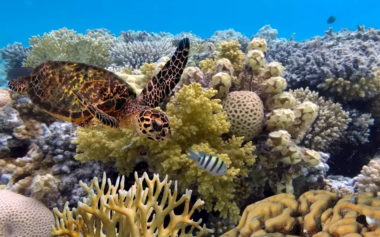 Gran Barrera de coral australiana corre peligro por altas temperaturas de los océanos: Estudio