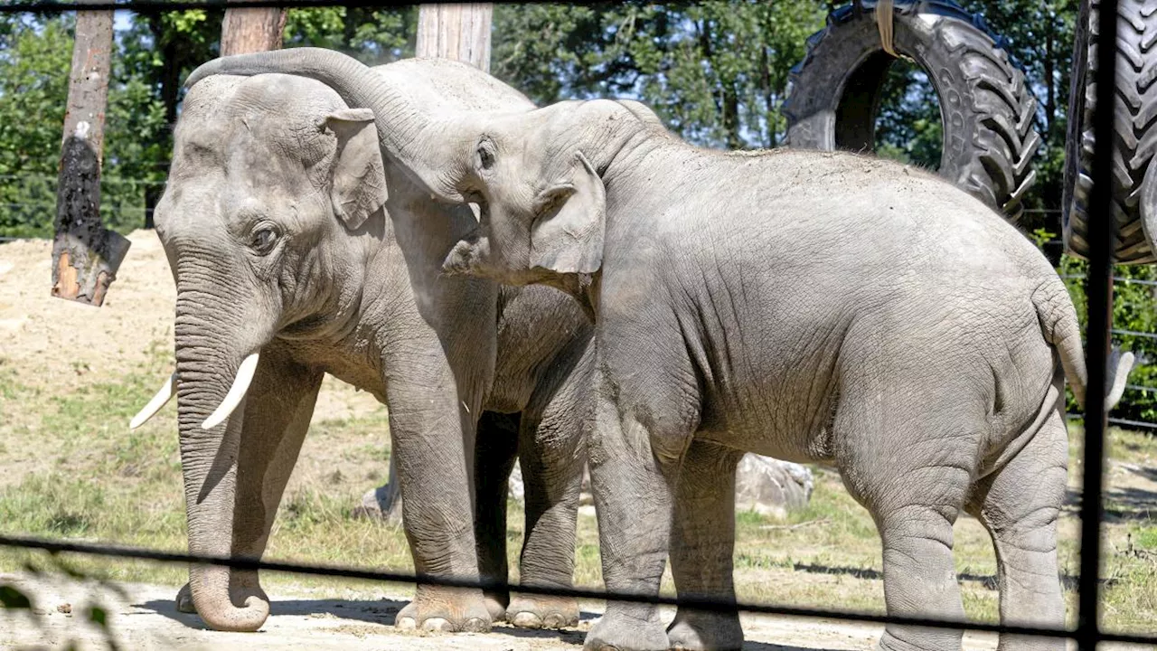 Neue Tiere, hohe Besuchszahlen: Augsburger Zoo sieht sich im Aufwind