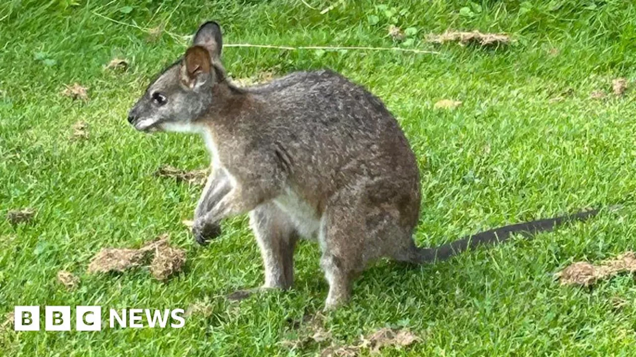 Wallaby on the loose spotted on Nottinghamshire golf course