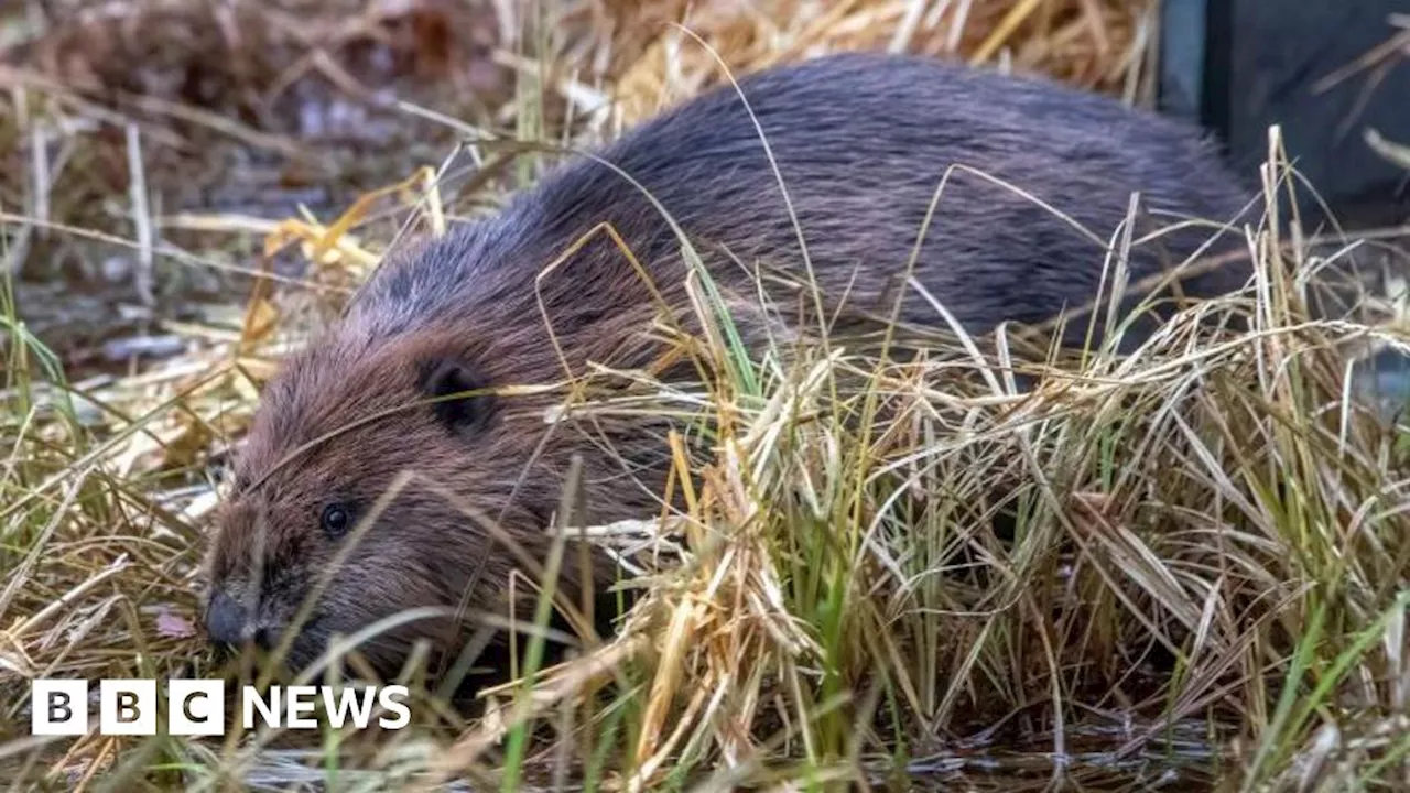 Cairngorms' first wild-born beavers 'in 400 years'