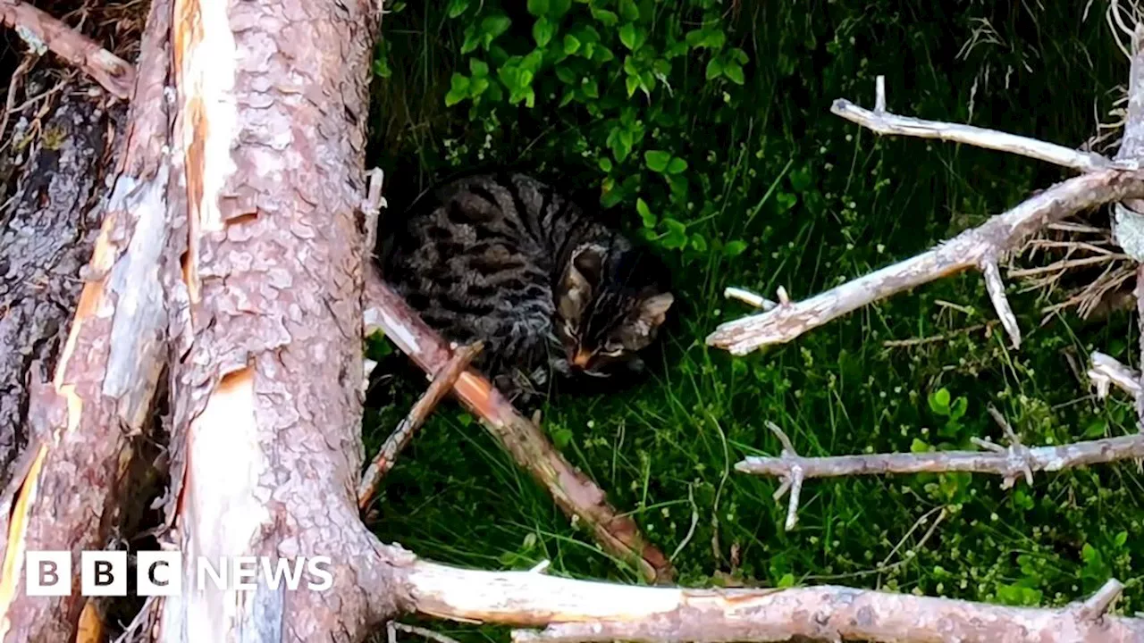 Wildcat kitten caught on thermal imaging camera