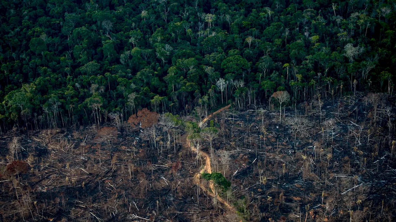 Amazonie: la déforestation au Brésil repart à la hausse pour la première fois depuis 15 mois