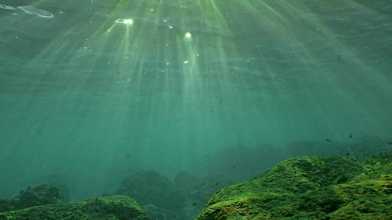 La Méditerranée est-elle plus touchée par les canicules marines que les autres mers?