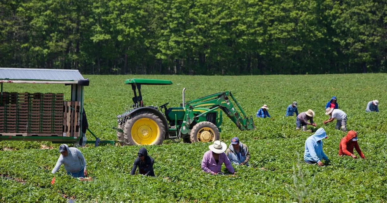 Feds introduce changes to 'reduce use' of temporary foreign workers in Canada