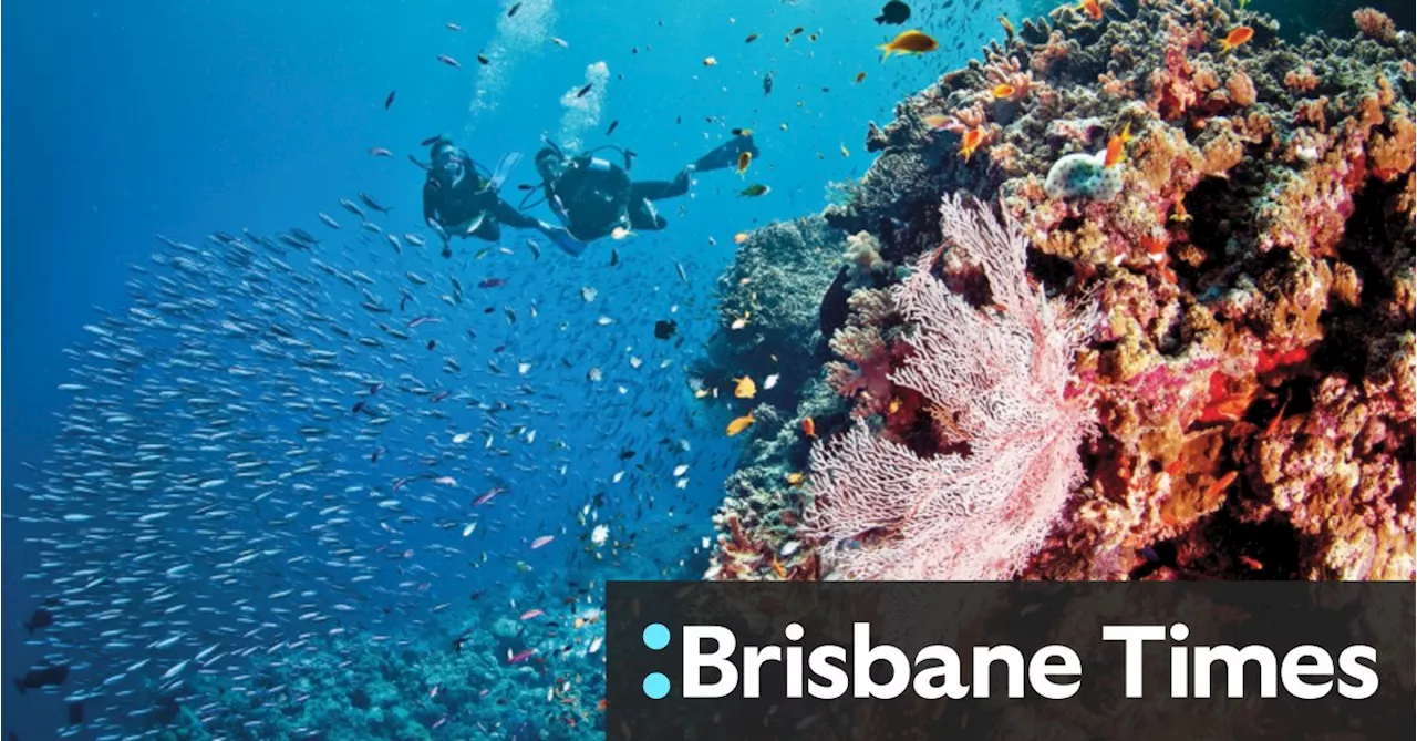 Last summer was so hot on the Great Barrier Reef, even the scientist didn’t believe it