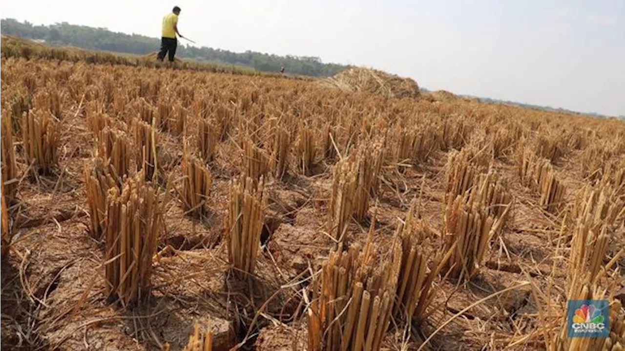 Petani Lapor Sawah Kering-Batal Panen, Produksi Beras RI Lenyap Segini