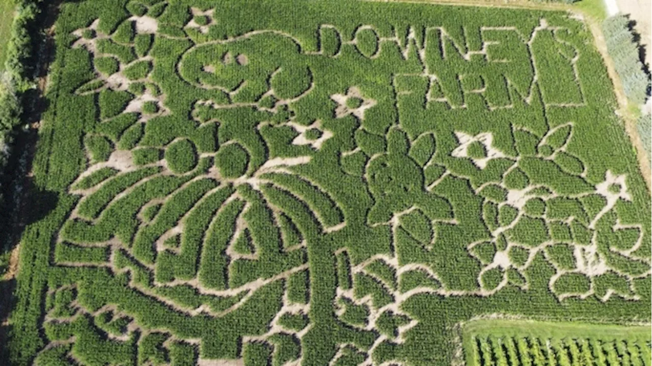 'Peanuts' creator Charles M. Schulz honoured with corn mazes across Canada and U.S.