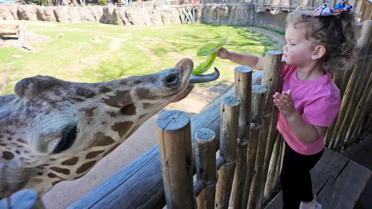 Fort Worth Zoo welcomes baby giraffe