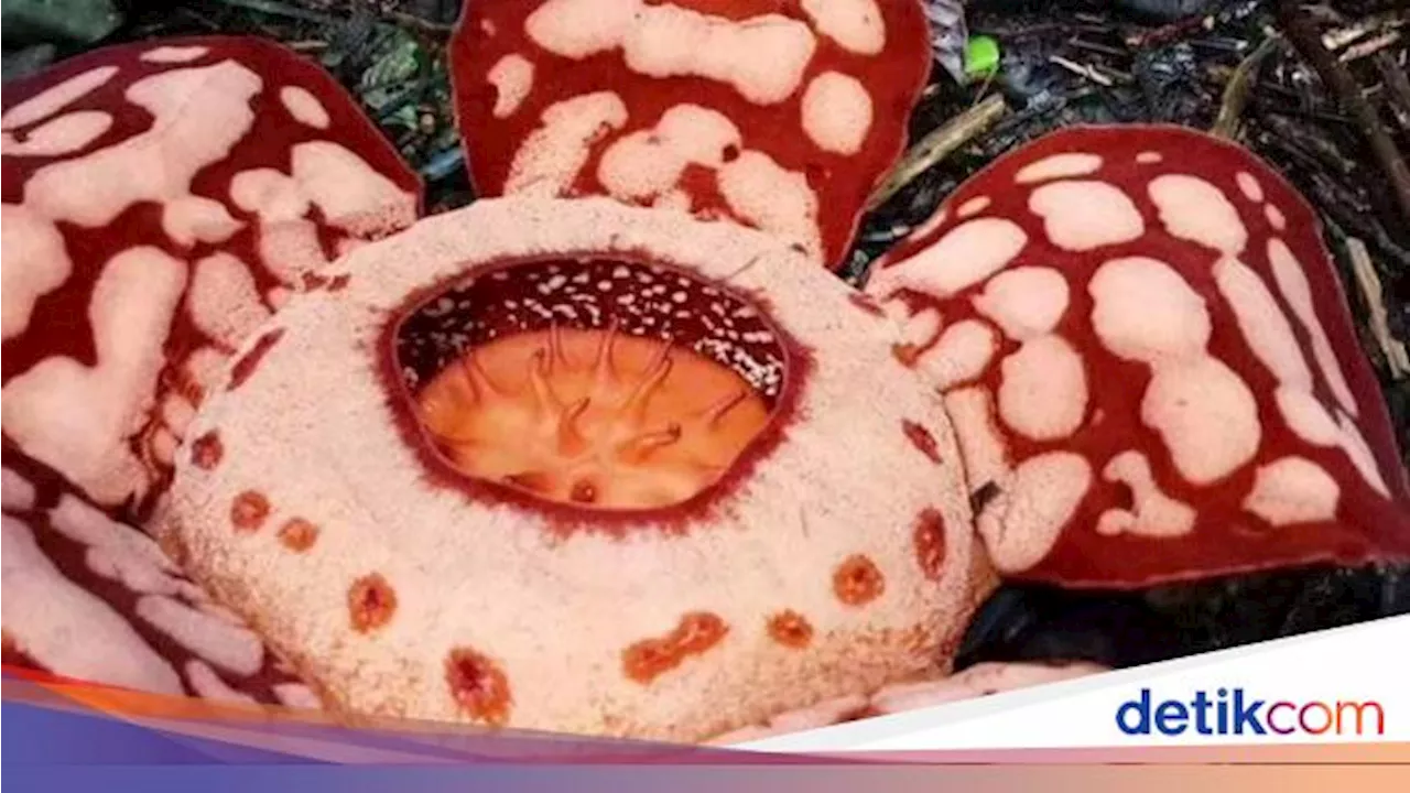 Rafflesia Hasseltii Langka Ditemukan Mekar di Hutan Mura