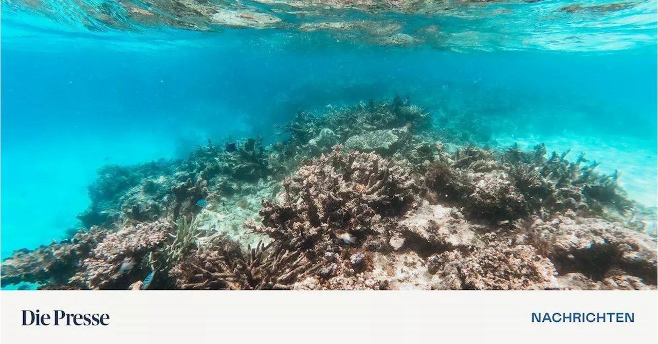 Great Barrier Reef steht kurz vor seinem Untergang