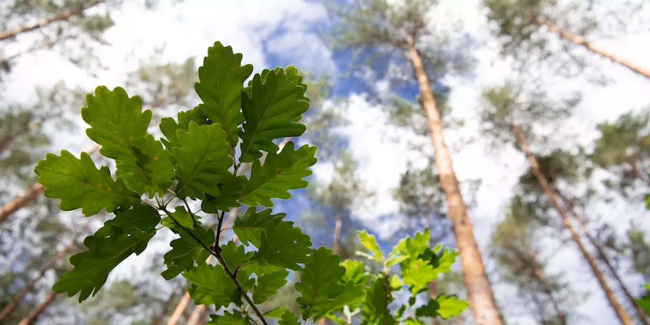 Hitze im Wald: Eichenblätter halten verblüffend hohe Temperaturen aus