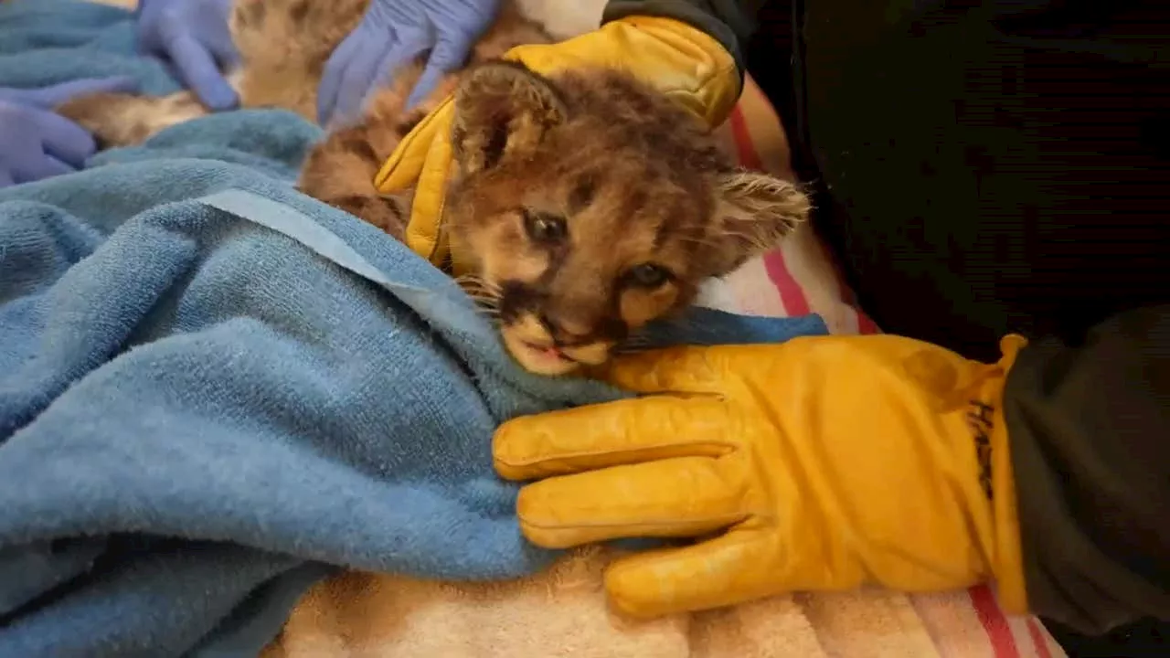 Orphaned mountain lion cub brought to Oakland Zoo