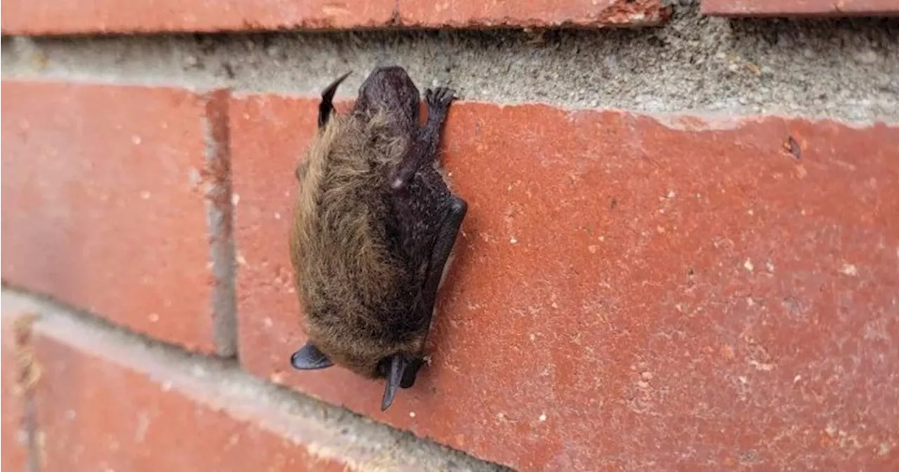 Summer a busy time for growing bats across B.C.