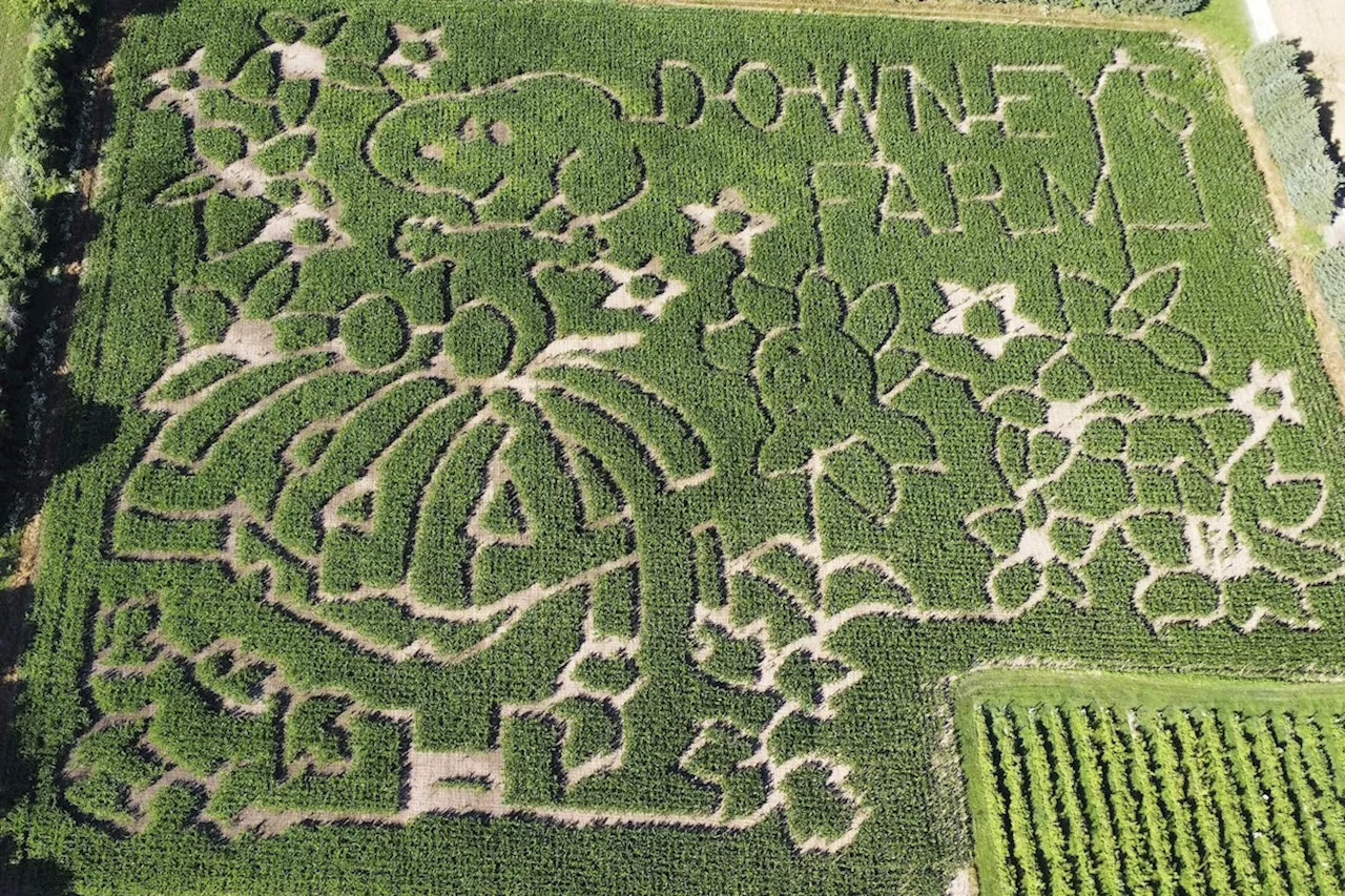 Farmers honor Peanuts creator Charles M. Schulz with corn mazes across Canada and the U.S.