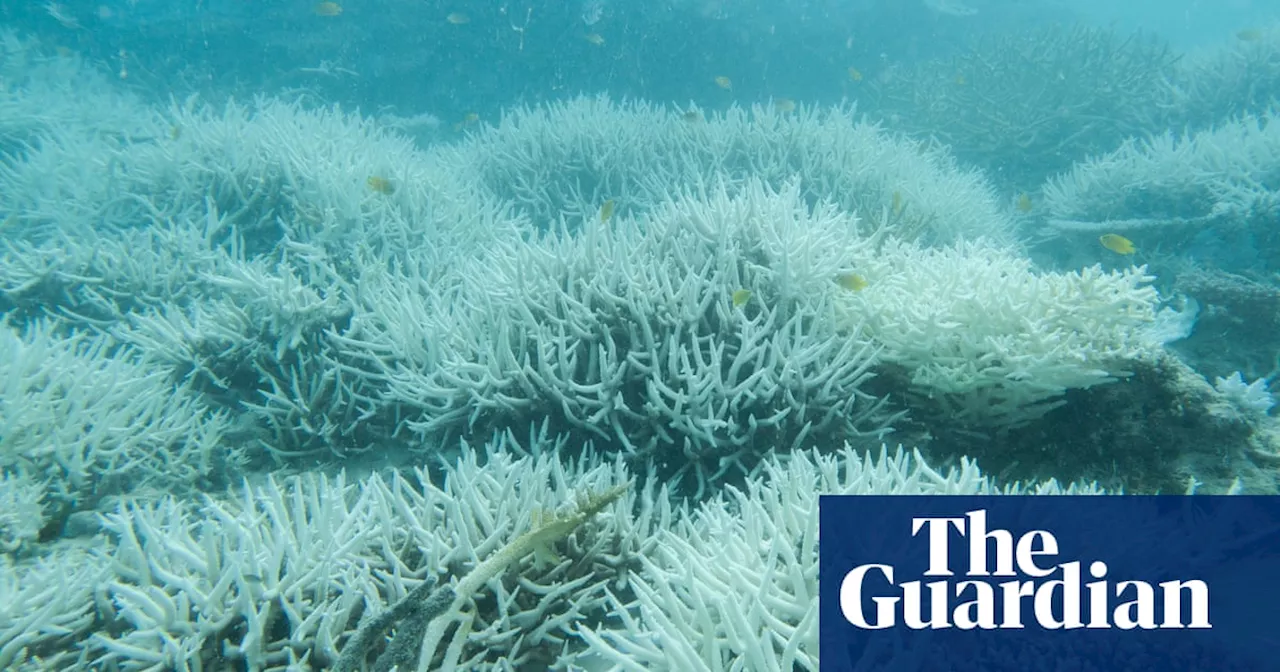 Hottest ocean temperatures in 400 years an ‘existential threat’ to the Great Barrier Reef, report finds