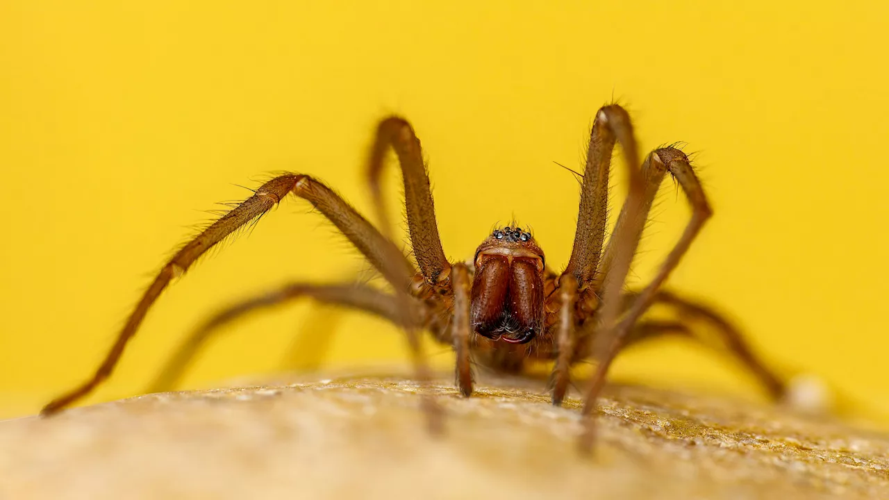 'Monster-Spinne' versetzt Weinviertler in Schrecken