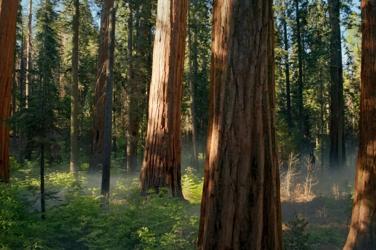 macOS Sequoia a une nouvelle beta et un fichier caché