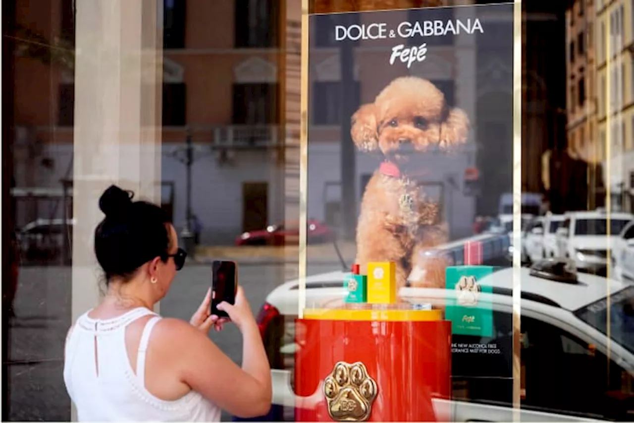 Dolce & Gabbana launches a new perfume for dogs, but some vets and pet-owners are skeptical