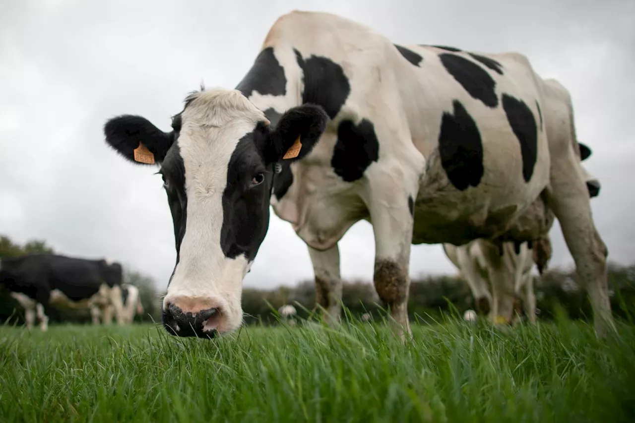 Dans les laiteries, réutiliser l'«eau de vache» pour moins pomper dans le réseau