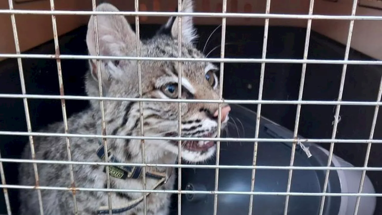 Un lynx roux saisi par les gendarmes de l’Aude, la propriétaire convoquée au tribunal