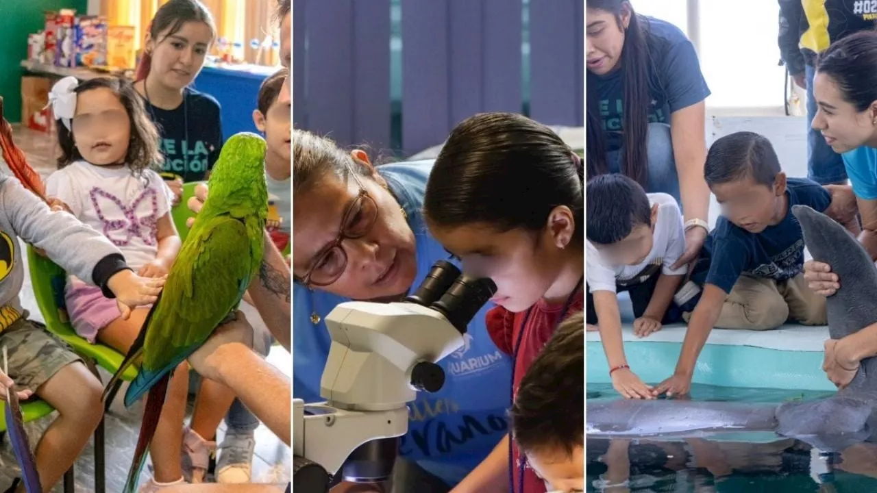 Vacaciones de verano en el Aquarium de Veracruz: Te dejamos costos, fechas y actividades