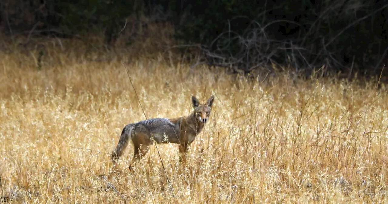 Coyote sneaks into Simi Valley home through dog door, is killed by owner with kitchen knife