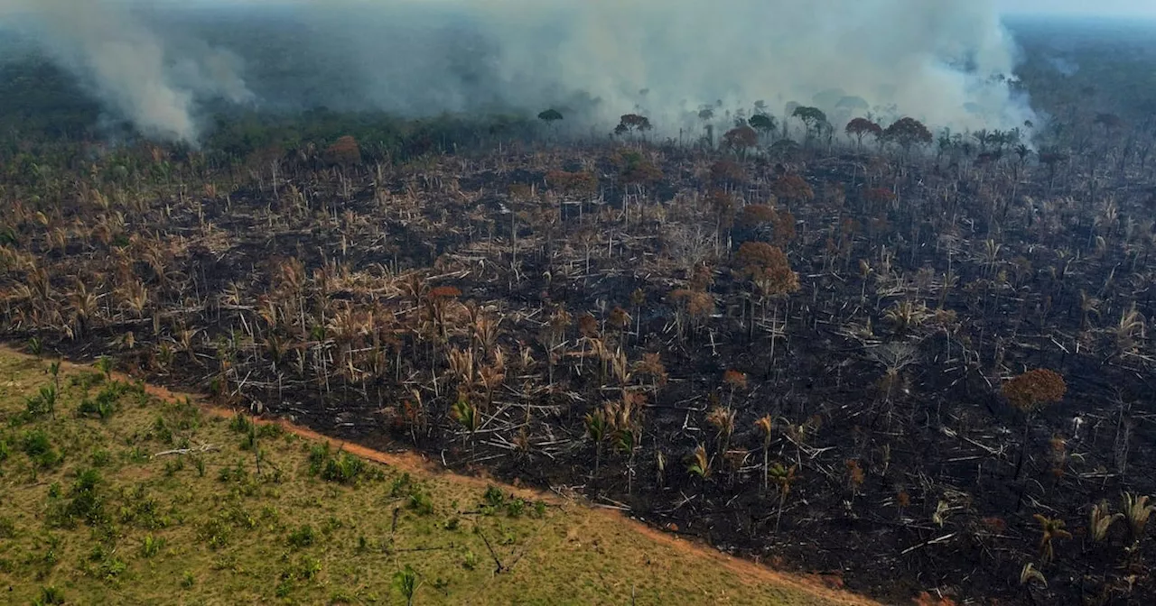 Deforestación en selva amazónica brasileña desciende a su nivel más bajo desde 2016, según gobierno