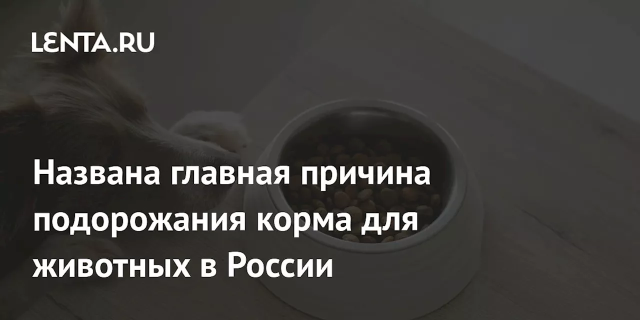 Названа главная причина подорожания корма для животных в России